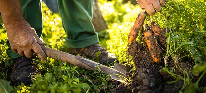 Agriculture inventory management optimization is essential for agribusinesses to remain viable within the supply chain Agriculture inventory management optimization is essential for agribusinesses to remain viable within the supply chain